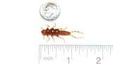 STONEFLY NYMPH 1.375"