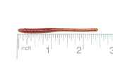 TROUT-WORM 2.375"